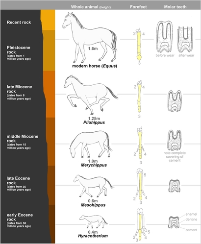 말의 진화: 직선 모델. 사진=위키피디아
