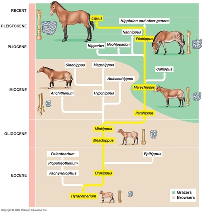 말의 관목형 진화. 사진=mpietrangelo.com