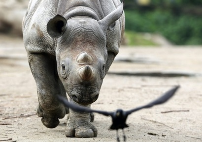 2017년 정초 경제계 화두는 ‘그레이 리노(Gray Rhino·회색 코뿔소)’다. 회색 코뿔소란 갑자기 발생한 것이 아니라 계속해서 경고음을 내면서 빠르게 다가오는 위험을 의미한다. 사진=연합뉴스