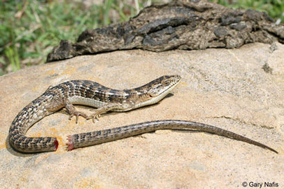 캘리포니아 악어도마뱀(alligator lizard)이 꼬리를 자른 모습이다.​ 도마뱀이 스스로 꼬리를 자르는 것은 엄청난 손해를 감수하고라도 살아남기 위해서다. 약자에게 죄를 덮어씌우고 빠져나가는 사람에게 갖다붙이는 건 도마뱀으로선 억울한 일이다. 사진=Gary Nafis/CaliforniaHerps.com