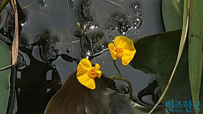 물 위에 화사한 꽃을 피운 참통발. 물속에 뻗은 뿌리에는 물벌레를 빨아들일 통발을 펼치고 있다.