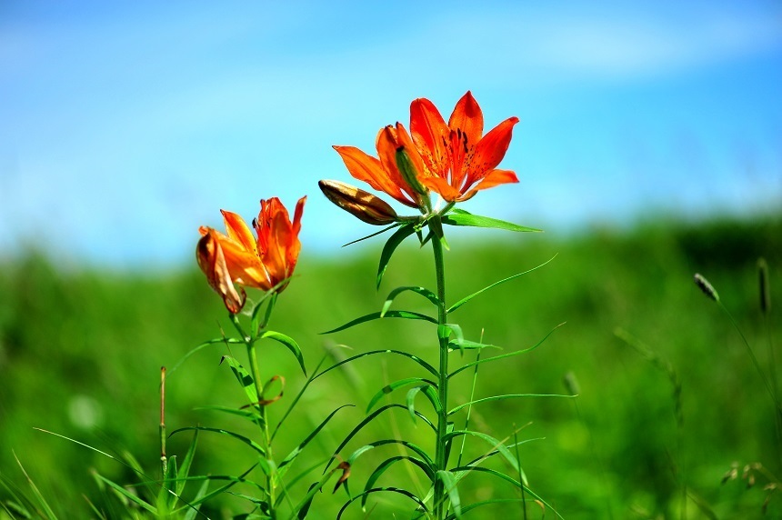 사할린의 짧은 여름, 태양 빛처럼 강렬하고 붉은 꽃을 매단 날개하늘나리. 사진=박대문 제공