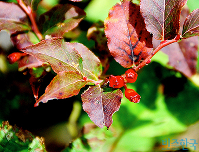 잎도 붉고 열매도 붉고. 설악산에서 만난 산앵도나무는 벌써 가을빛을 머금었다. 사진=필자 제공