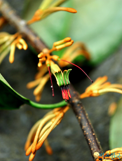 참나무겨우살이는 사철 푸른 잎을 가지고 있으며 뒷면에 갈색 털이 빽빽하다. 암술대만 남은 두 개의 꽃 흔적은 곤충의 더듬이처럼 보인다. 사진=필자 제공