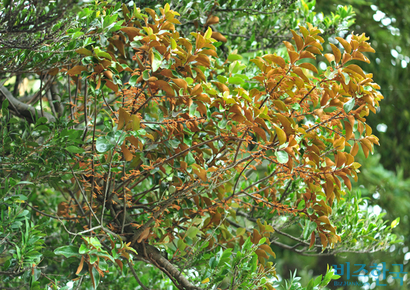 참나무겨우살이는 반기생식물로, 육지의 낙엽활엽수에 자라는 겨우살이와 달리 오직 제주도의 상록수에서만 자생한다. 사진=필자 제공