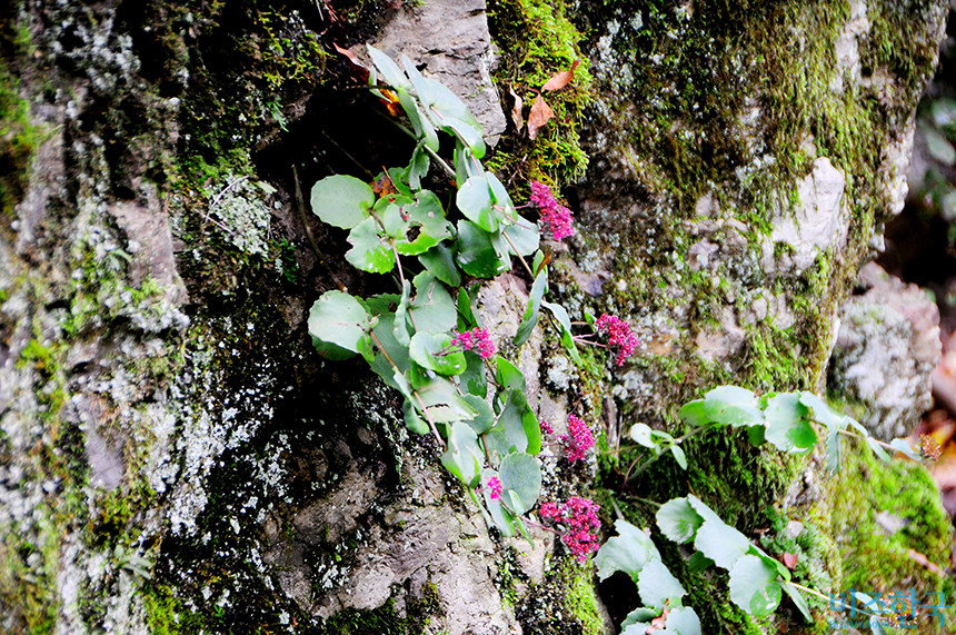 깎아지른 듯한 수직 절벽에 붙어 동글동글한 잎사귀를 매단 줄기가 치렁치렁하고, 줄기 끝에는 붉고 진한 꽃송이가 솟아나 있다. 사진=필자 제공