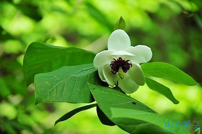 함박꽃나무는 겨울을 견디고 5~6월이 되면 이렇게 하얀 꽃을 ‘함박’ 피워낸다. 사진=필자 제공