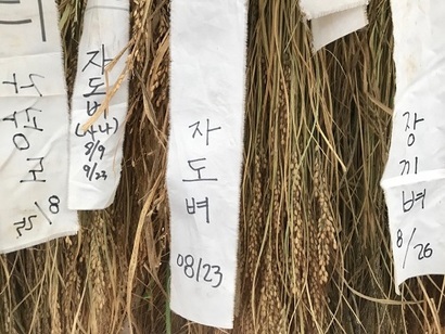 우보농장 이근이 대표가 올해 재배한 150여 가지 재래종 벼를 전시했다. 사진=이해림 제공