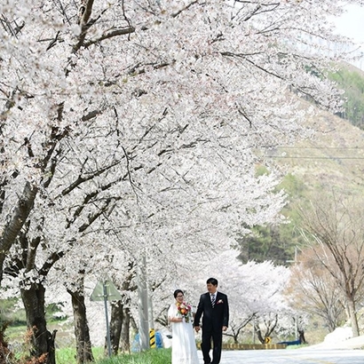 식장에서 20분 거리에 있는 벚꽃 길에서 사진 촬영 중인 신랑, 신부. 사진=이희정 제공