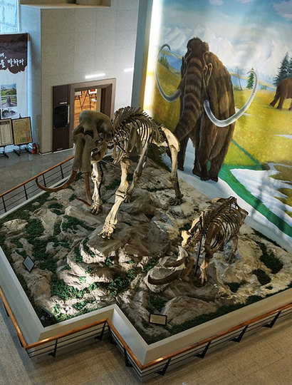 수양개선사유물전시관 로비에 들어서면 구석기 시대 거대한 털매머드의 화석이 관람객들을 맞이한다. 사진=구완회 제공