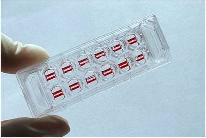 큐리오칩스가 개발한 인체장기칩은 인체의 혈관과 특정 장기 조직을 칩에 배양해 혈관을 통한 약물 반응을 평가하는 기술이다. 사진=큐리오칩스 제공