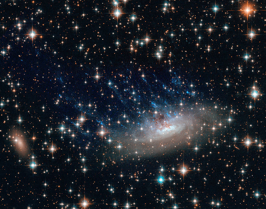 가장 대표적인 해파리 은하 중 하나인 ESO 137-001 은하. 이 은하는 아벨 3627 은하단 속에서 시속 700만 km의 속도로 헤엄치며 뒤로 26만 광년이 넘는 긴 가스 꼬리를 남기고 있다. 사진 속 은하의 원반에서 수직으로 해파리 촉수처럼 뻗어나오는 흔적을 볼 수 있다. 사진=NASA, ESA Acknowledgements: Ming Sun (UAH), and Serge Meunier