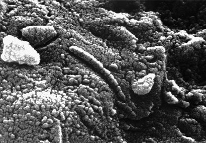 화성발 운석 ALH84001에서 포착된 흥미로운 형체. 얼핏 지렁이처럼 생긴 미생물로 보이기도 한다. 사진=NASA