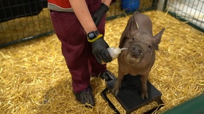 지난 8월 28일 뉴럴링크 사업 업데이트 발표에 등장한 뇌 칩 이식 돼지가 매우 귀여웠지만 이 발표는 뇌 과학자들로부터 박수 받지 못했다. 사진=뉴럴링크 유튜브 캡처