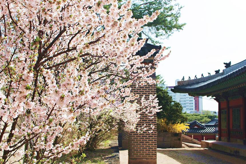 서울의 궁궐은 이미 봄꽃이 피기 시작해 그야말로 ‘꽃대궐’을 만들어가는 중이다. 창경궁 화계. 사진=문화재청 제공