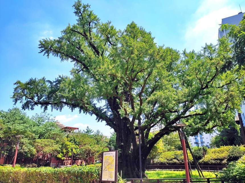 연산군묘와 이웃한 원당샘공원에는 서울특별시 지정보호수 제1호인 방학동 은행나무가 있다. 높이 24m, 둘레 9.6m의 우람한 은행나무는 수령 600년이 훌쩍 넘었다. 사진=구완회 제공