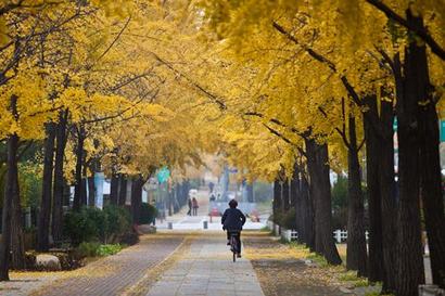 올림픽공원사거리에서 몽촌토성역에 이르는 위례성길도 단풍철이면 노란색으로 변신한다. 사진=서울관광재단 제공