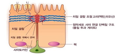 위장 점막 세포와 치밀 결합 구조. 사진=최서형 제공