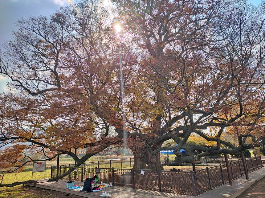 천연기념물로 지정된 영암 월곡리 느티나무. 신령스런 기운이 가득해, 지금도 나무 아래서 무속인들이 기도하는 모습을 볼 수 있다. 사진=구완회 제공