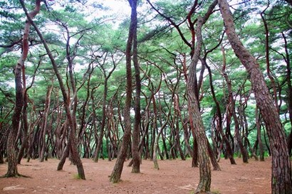 소나무 숲으로 유명한 삼릉은 남산의 마흔 개 골짜기 중에서도 가장 유물유적이 많은 삼릉골의 입구이다. 사진=구완회 제공