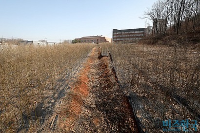 2021년 LH 직원들의 땅 투기 의혹이 제기된 경기도 시흥시 무지내동 야산. 자투리 땅에 묘목을 심었다. 사진=임준선 기자
