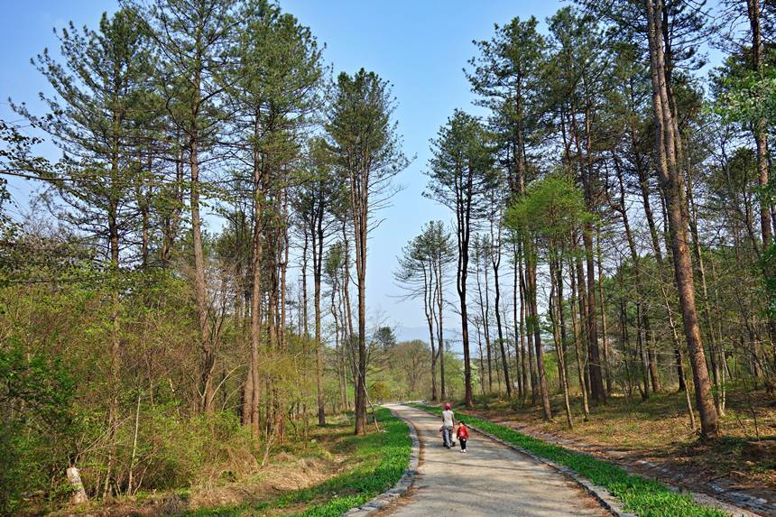 국립수목원 안에는 ‘힐링 전나무 숲길’(사진)을 비롯해 7가지 산책 코스가 ‘걷고 싶은 길’로 조성돼 있다. 사진=구완회 제공