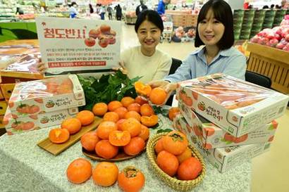 10월 13일 서울 서초구 하나로마트 양재점에서 모델들이 가을에만 맛볼 수 있는 ‘청도 반시’를 선보이고 있다. 사진=농협하나로마트 제공