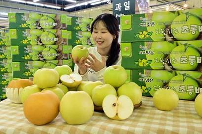 11월 17일 서울 서초구 농협 하나로마트 양재점에서 신품종 배 ‘그린시스’ 판매가 시작됐다. 사진=농협하나로마트 제공